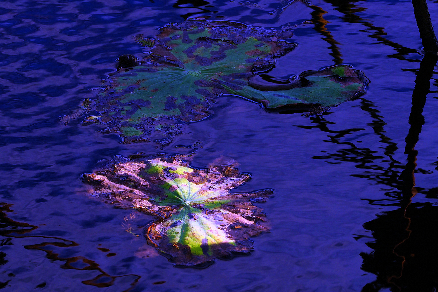 陳永鑑_荷花作品_20241129a.JPG