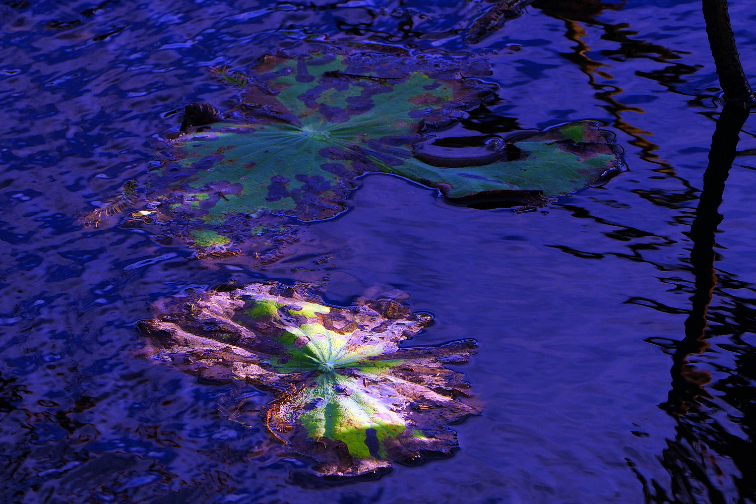 陳永鑑_荷花作品_20241128l.JPG