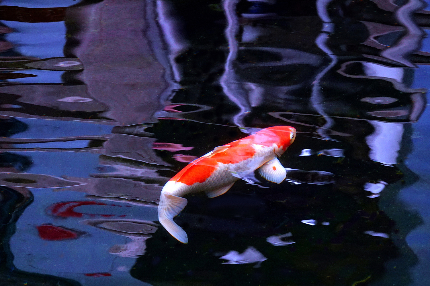 陳永鑑_錦鯉遊緃_20241130a.JPG