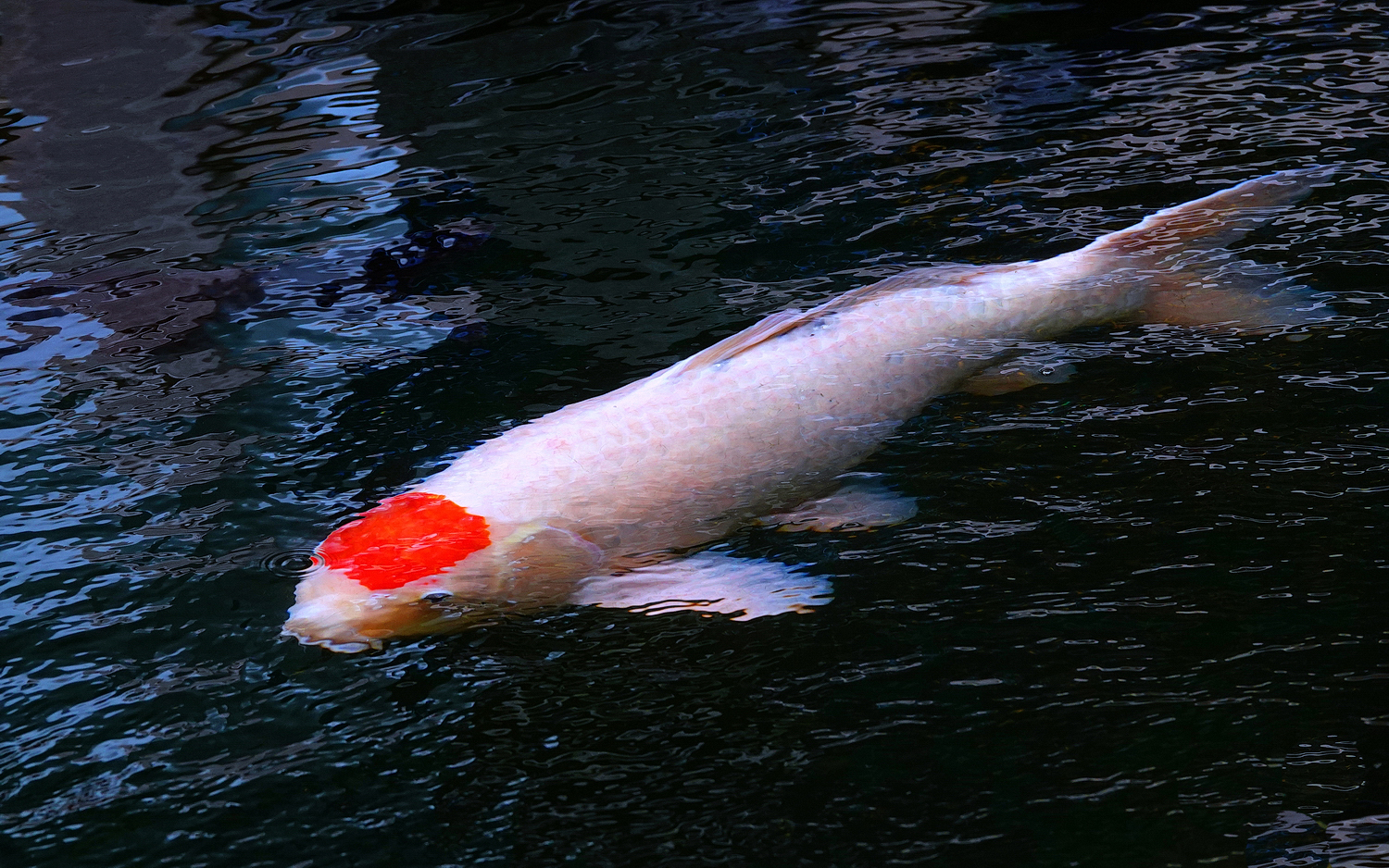 陳永鑑_錦鯉遊緃_20241202h.JPG