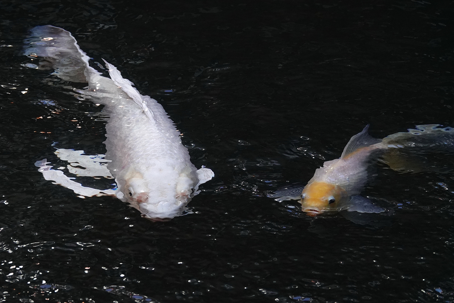 陳永鑑_錦鯉遊緃_20241203d.JPG