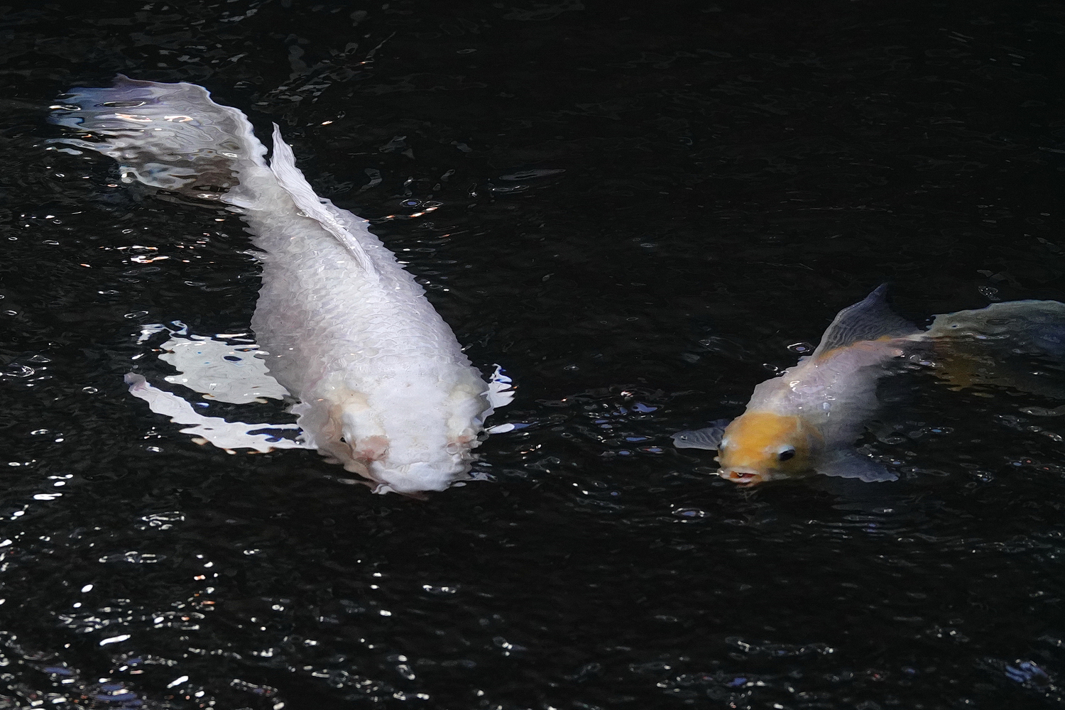 陳永鑑_錦鯉遊緃_20241203c.JPG