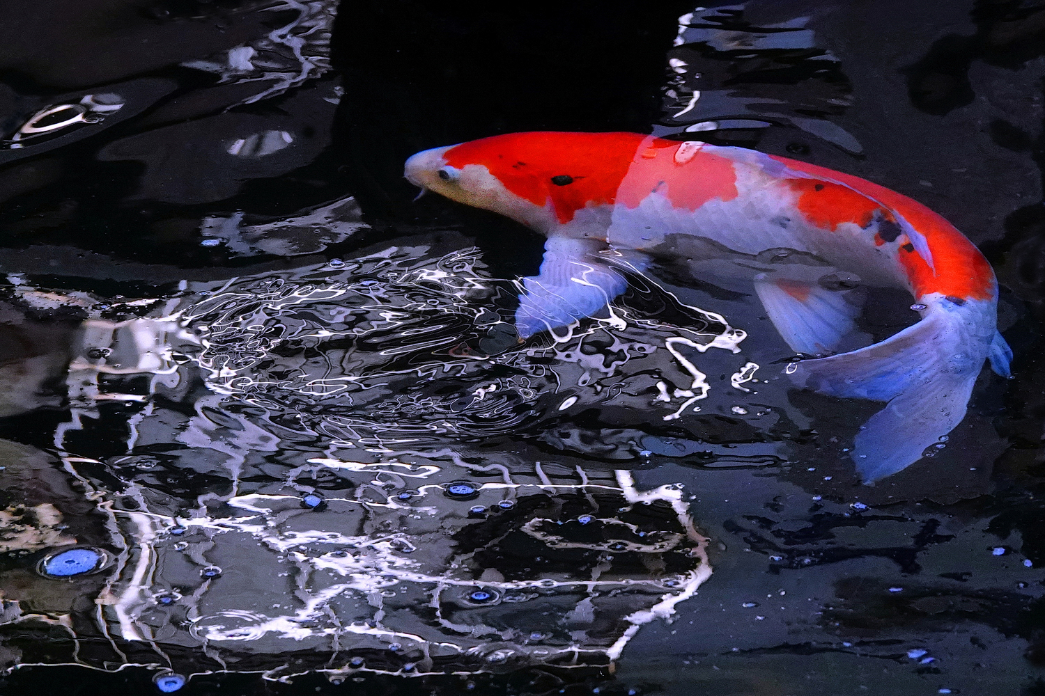 陳永鑑_錦鯉遊緃_20241204k.JPG
