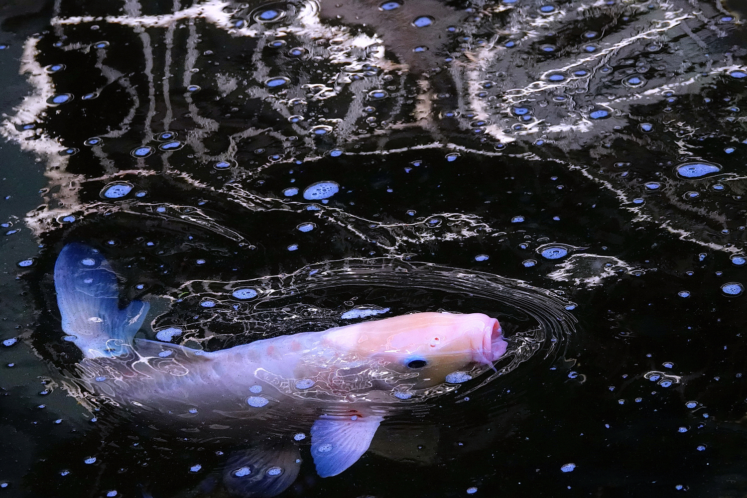 陳永鑑_錦鯉遊緃_20241205g.JPG