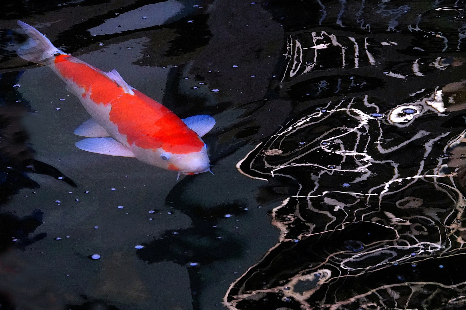 陳永鑑_錦鯉遊緃_20241205c.JPG
