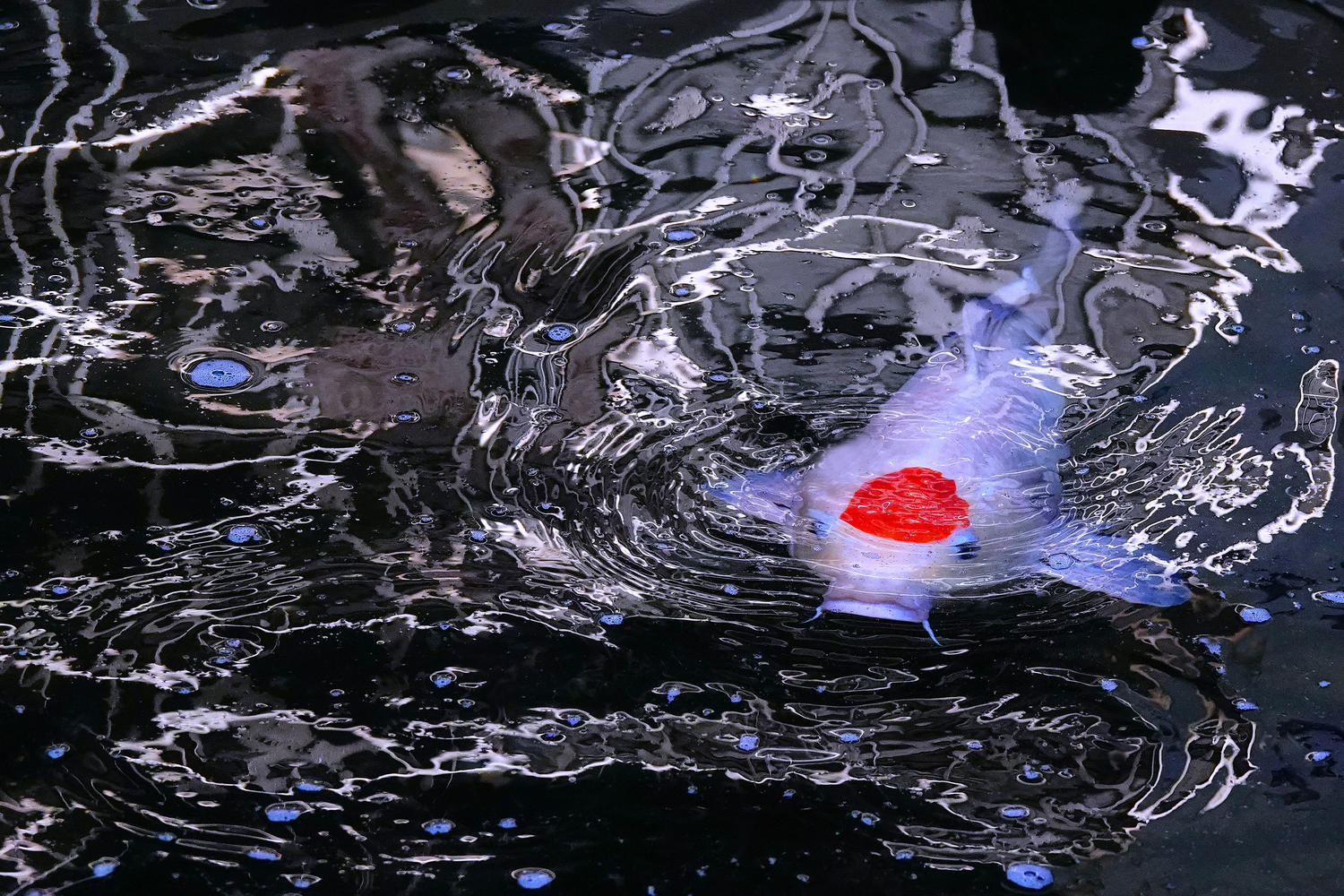 陳永鑑_錦鯉遊緃_20241205b.JPG