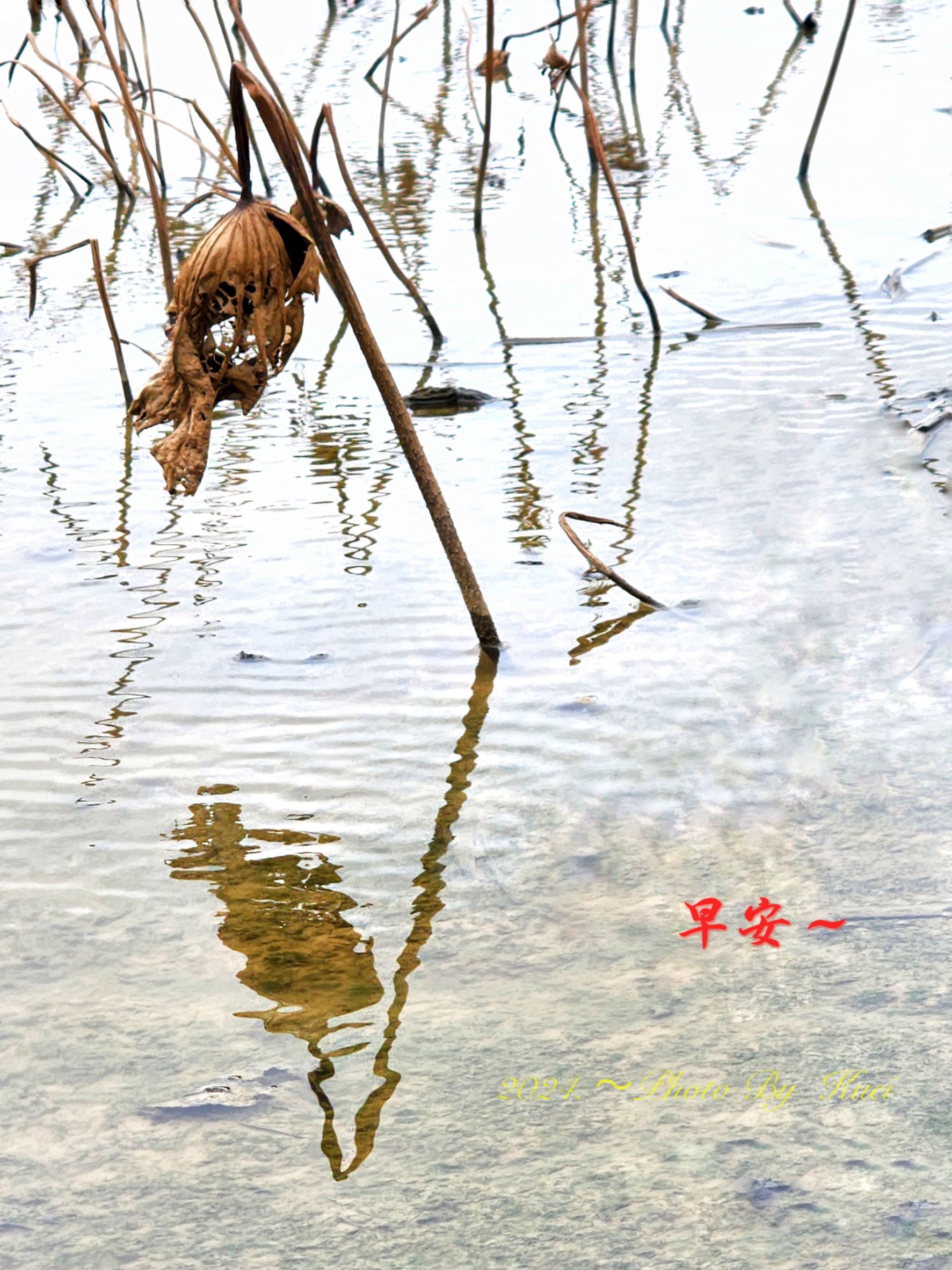 林於貴早安作品20241201.jpg