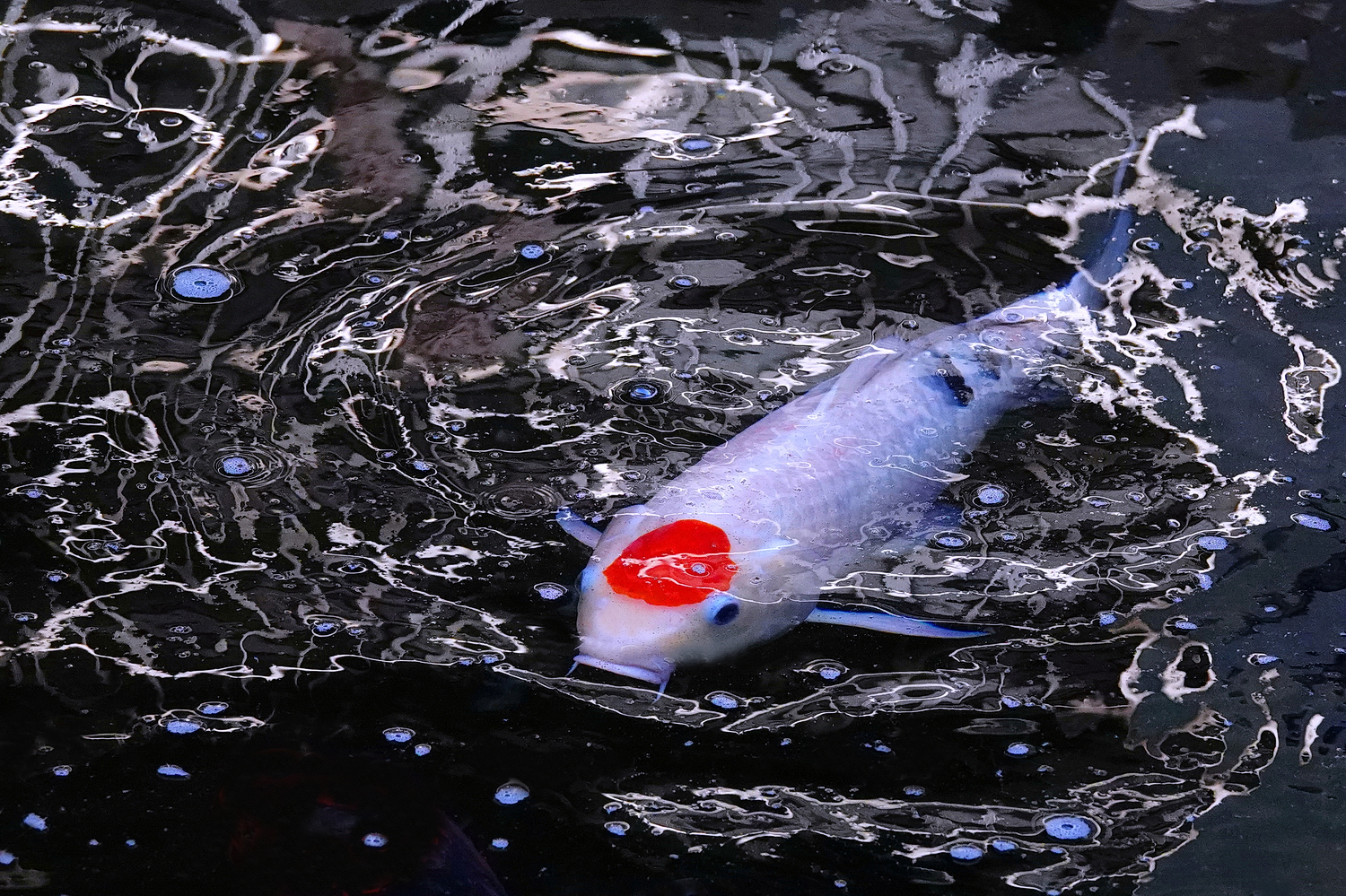陳永鑑_錦鯉遊緃_20241206a.JPG