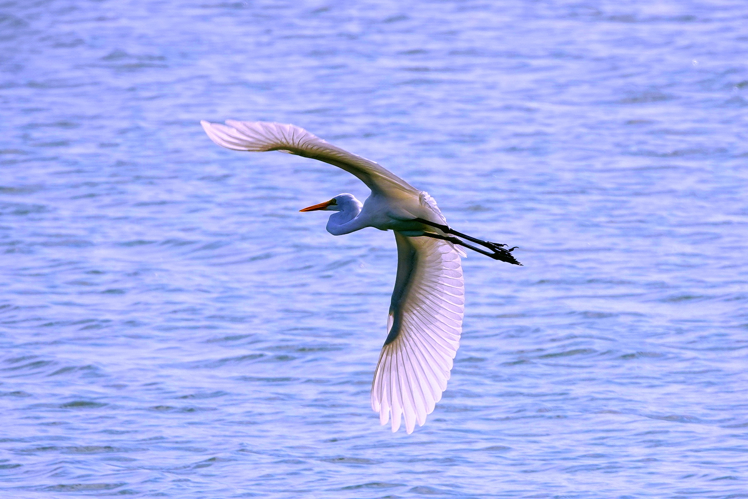 陳永鑑_鳥類飛禽_20241208d.jpg