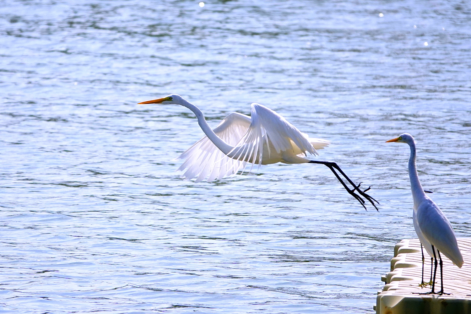 陳永鑑_鳥類飛禽_20241208c.jpg