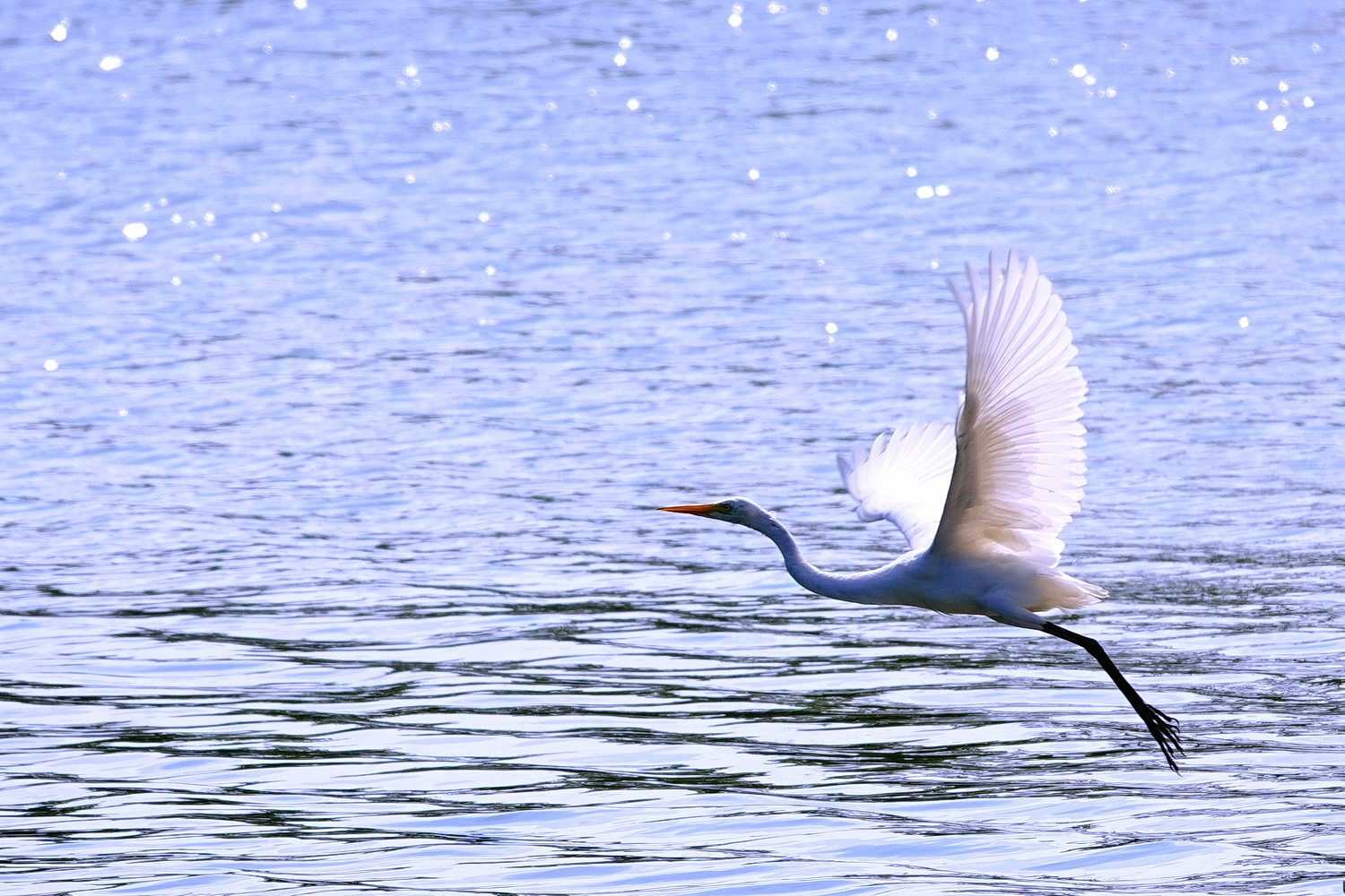 陳永鑑_鳥類飛禽_20241208b.jpg