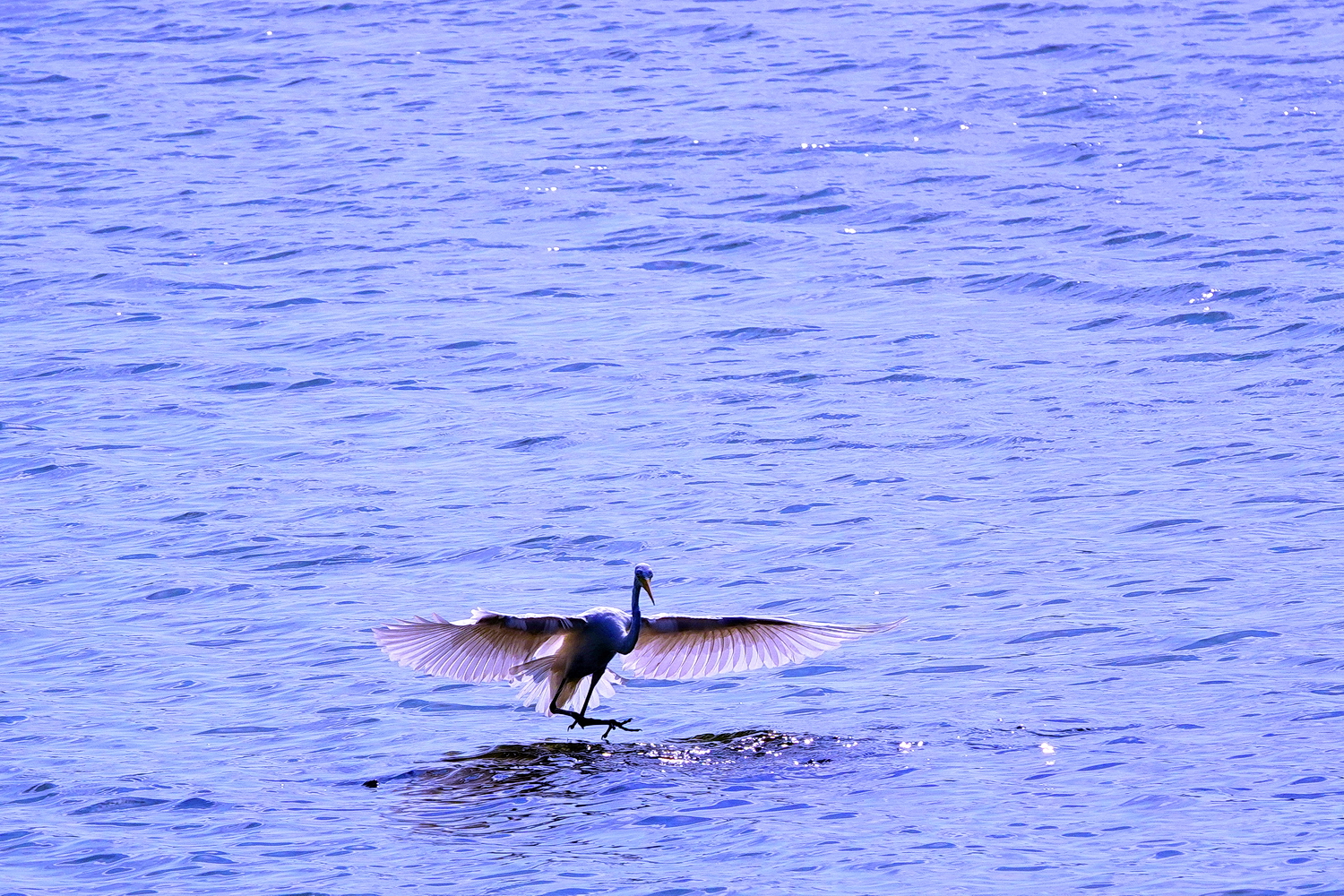 陳永鑑_鳥類飛禽_20241208a.jpg