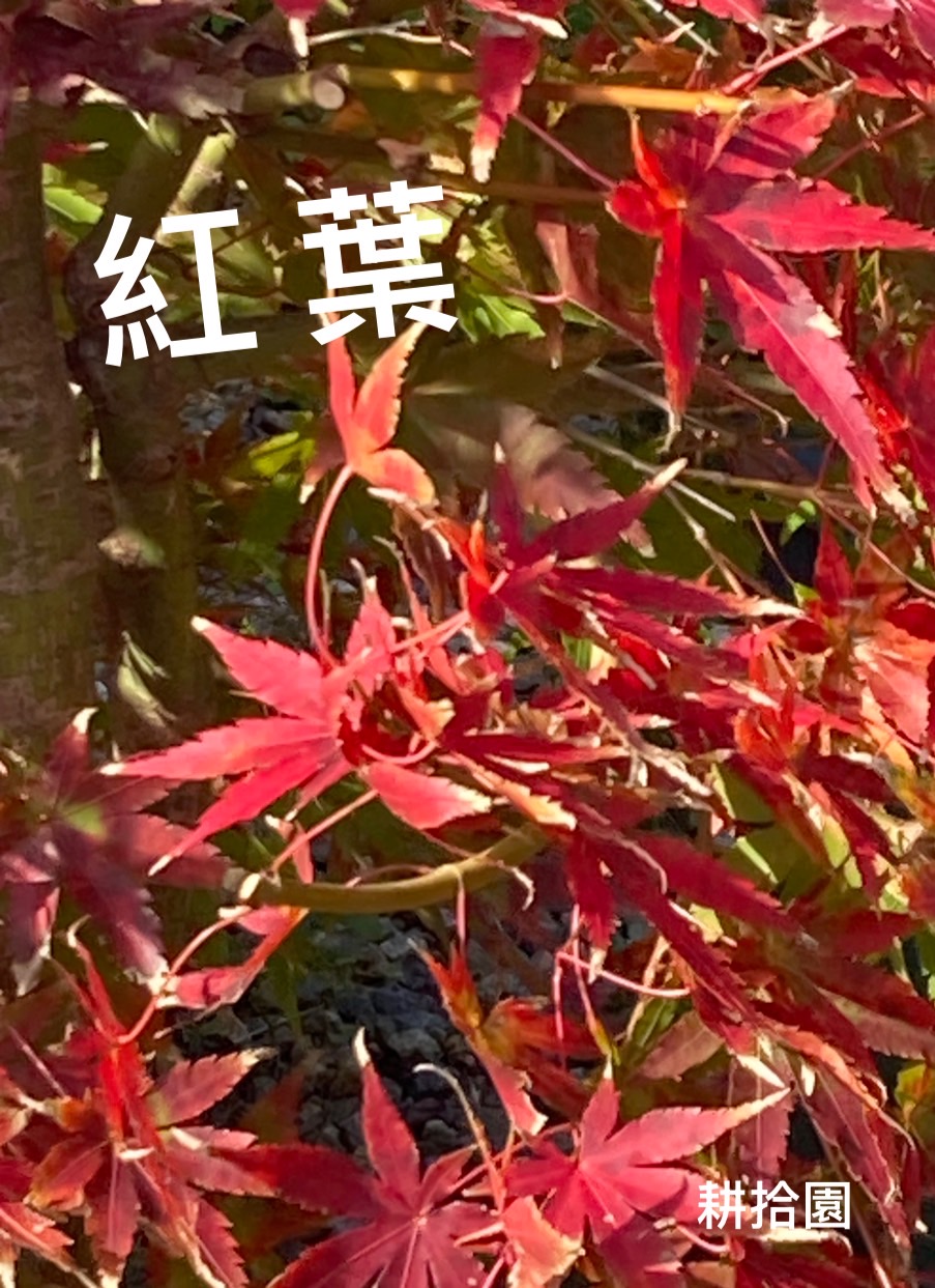 鄭育宏早安作品20241214.jpg