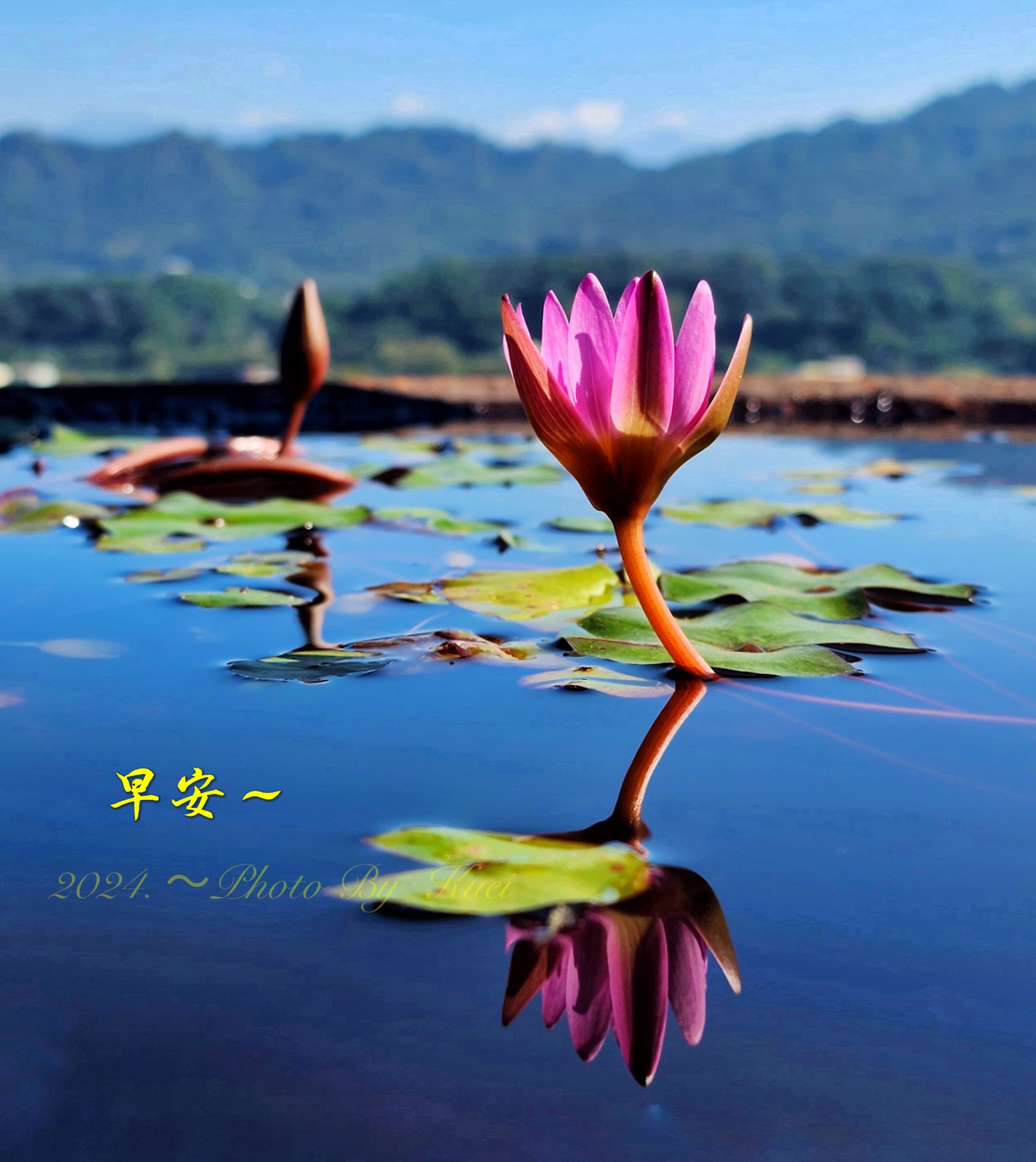 林於貴早安作品20241208.jpg
