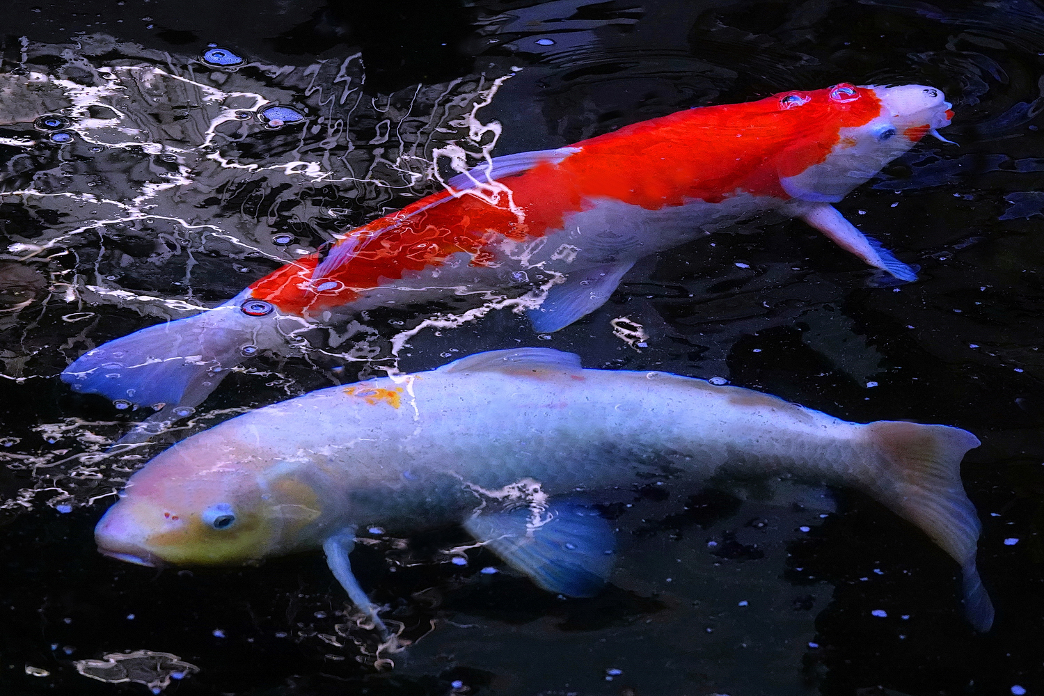 陳永鑑_錦鯉遊緃_20241222b.JPG