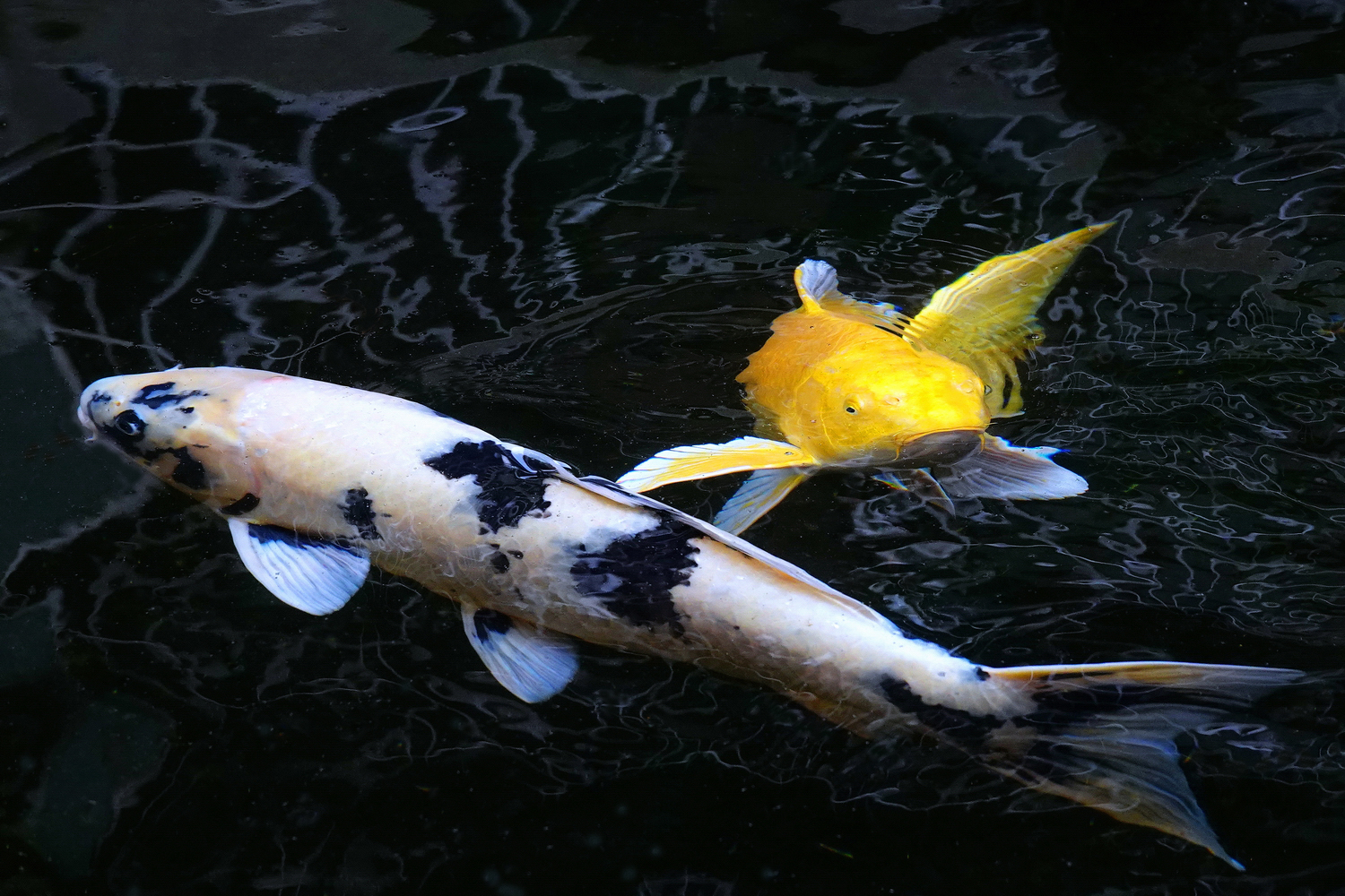 陳永鑑_錦鯉遊緃_20241223c.JPG