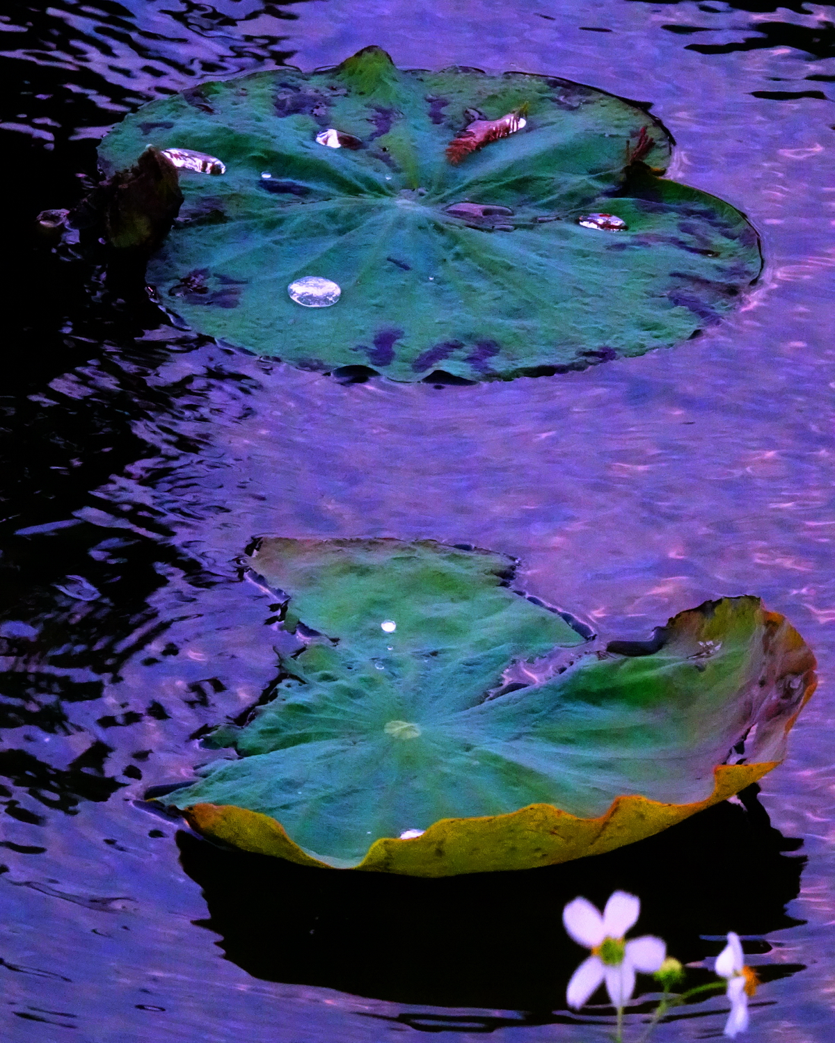 陳永鑑_荷花作品_20241224d.JPG