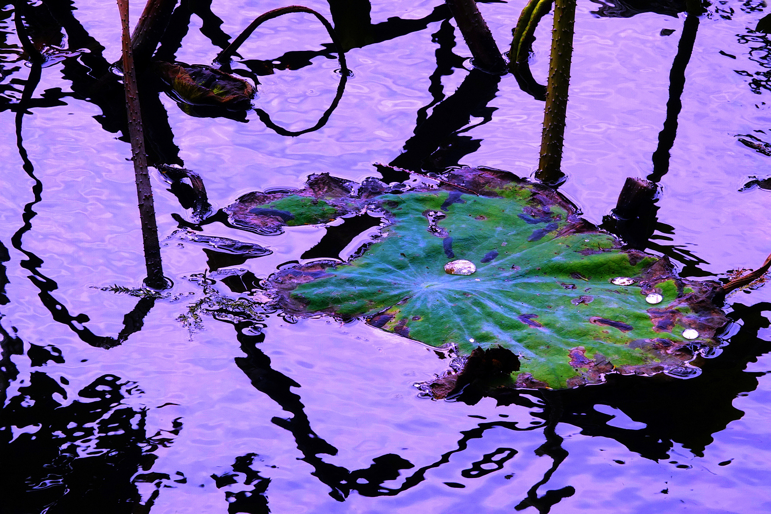 陳永鑑_荷花作品_20241221x.JPG