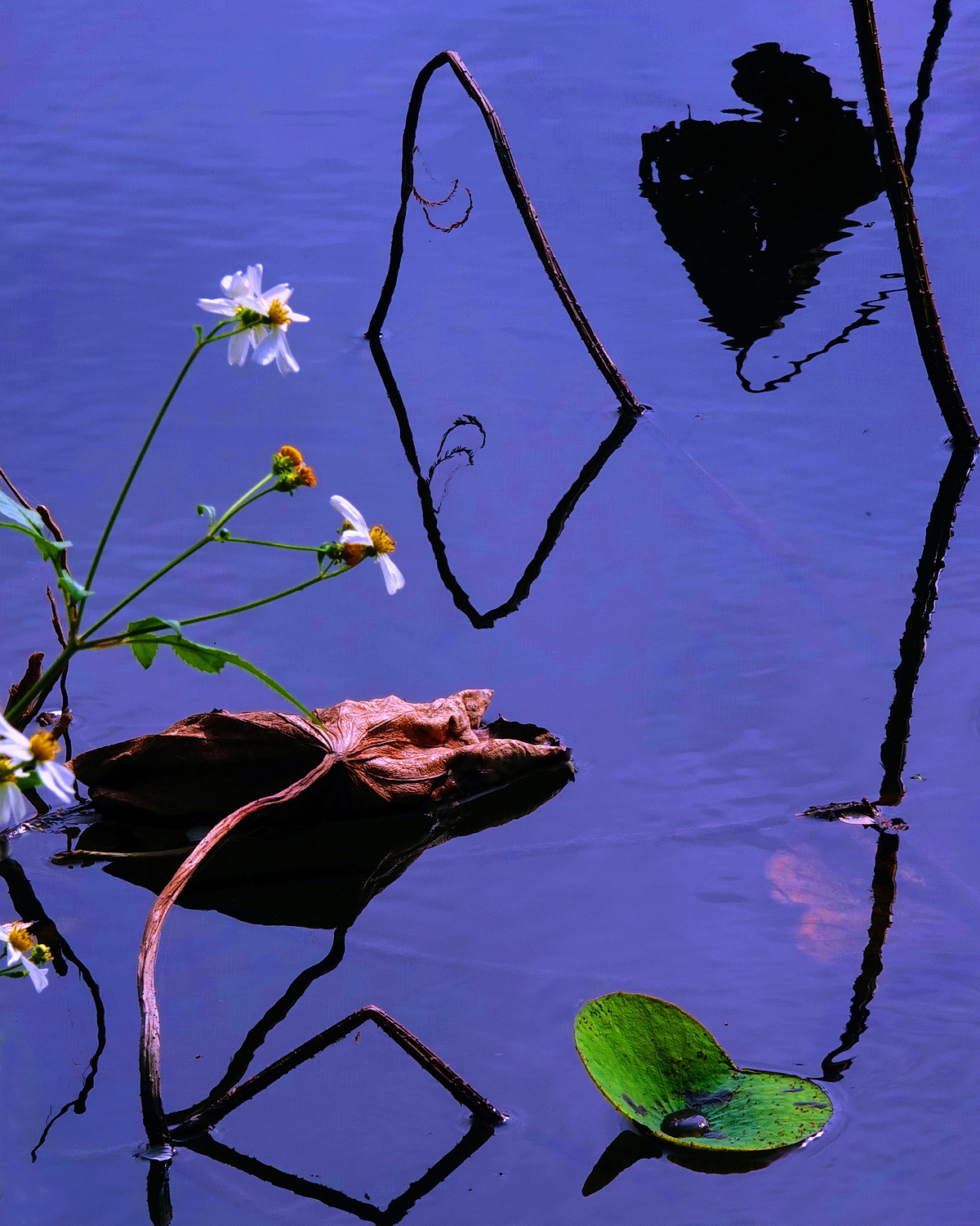 陳永鑑_荷花作品_20241225d.JPG