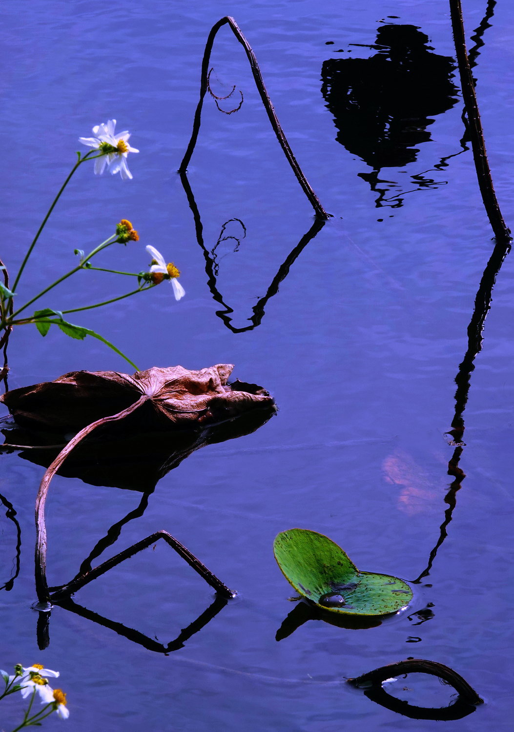 陳永鑑_荷花作品_20241225c.JPG