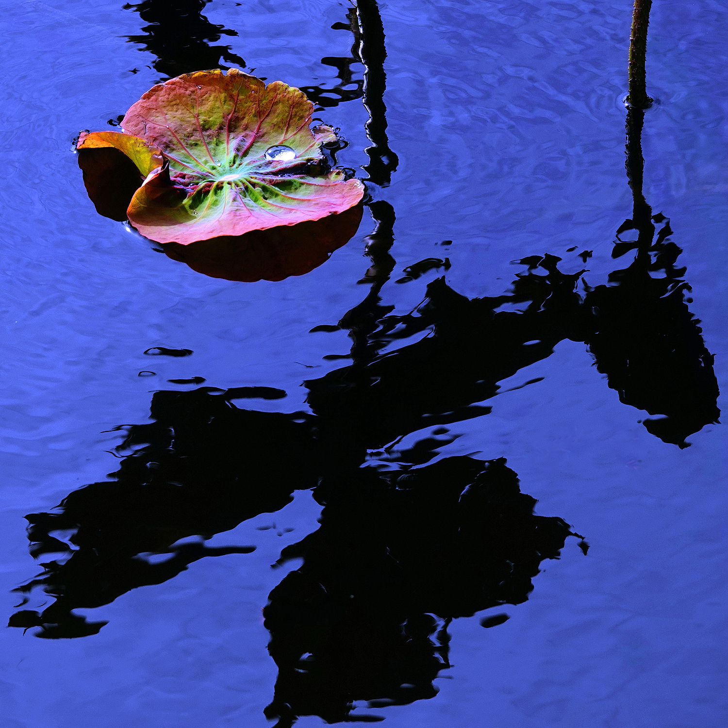 陳永鑑_荷花作品_20241225j.JPG