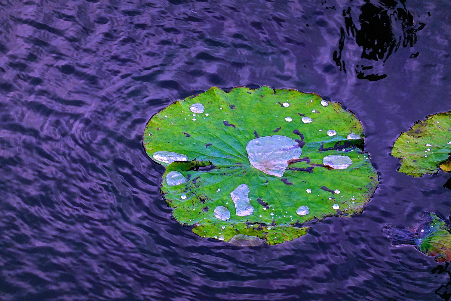 陳永鑑_荷花作品_20241226b.JPG