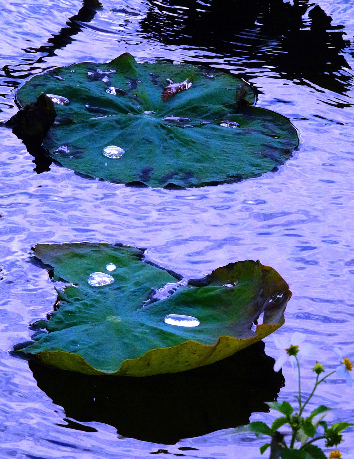 陳永鑑_荷花作品_20241225q.JPG