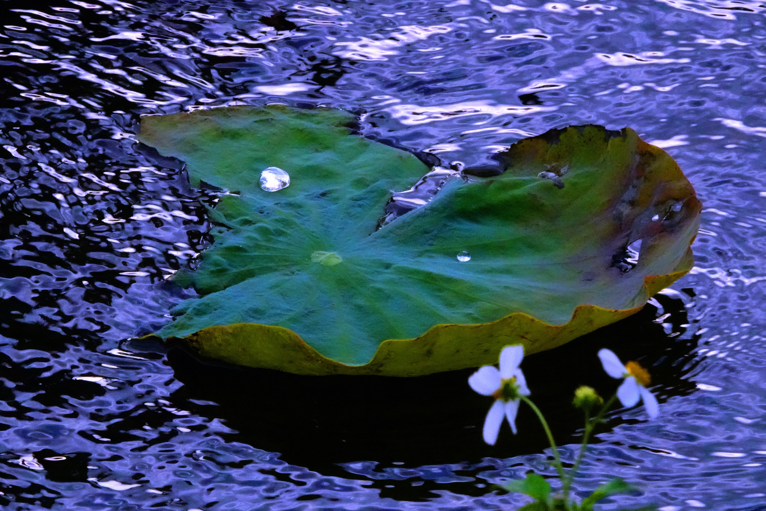 陳永鑑_荷花作品_20241225n.JPG