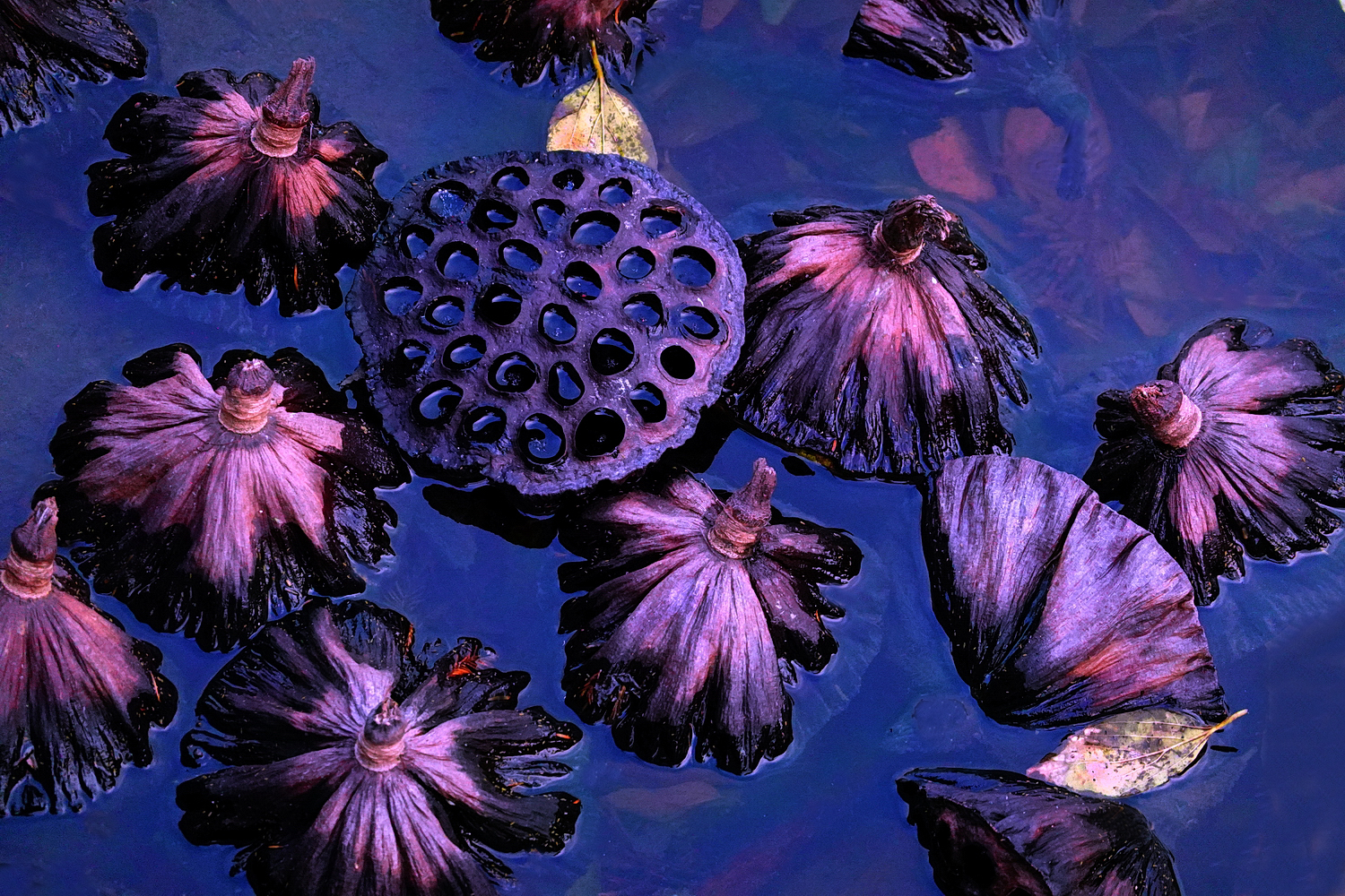 陳永鑑_荷花作品_20241227c.JPG