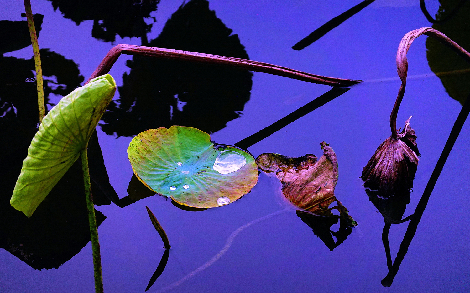 陳永鑑_荷花作品_20241227a.JPG