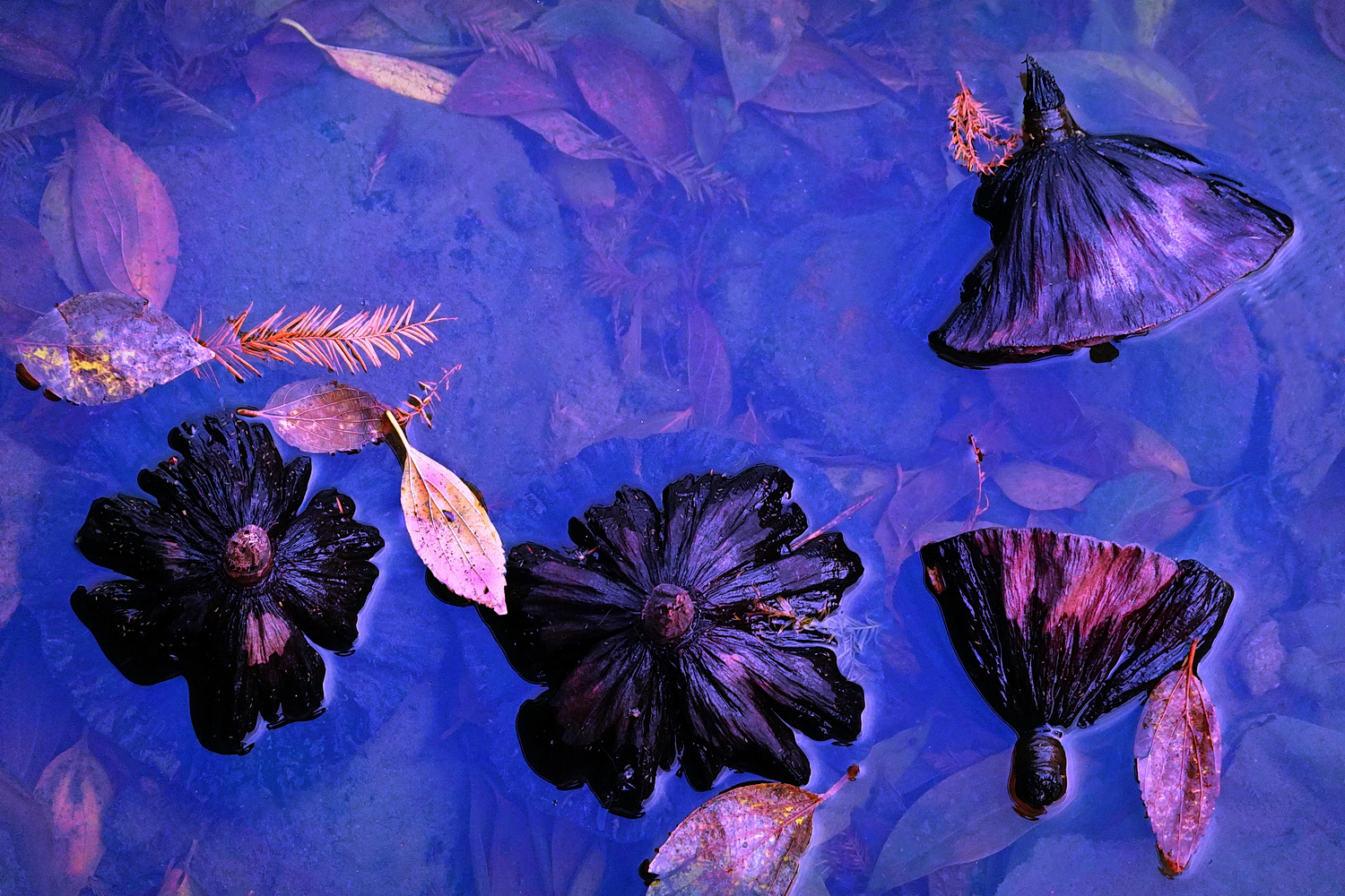 陳永鑑_荷花作品_20241226g.JPG