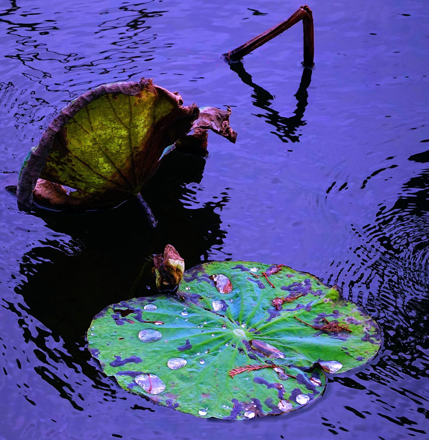 陳永鑑_荷花作品_20241226f.JPG