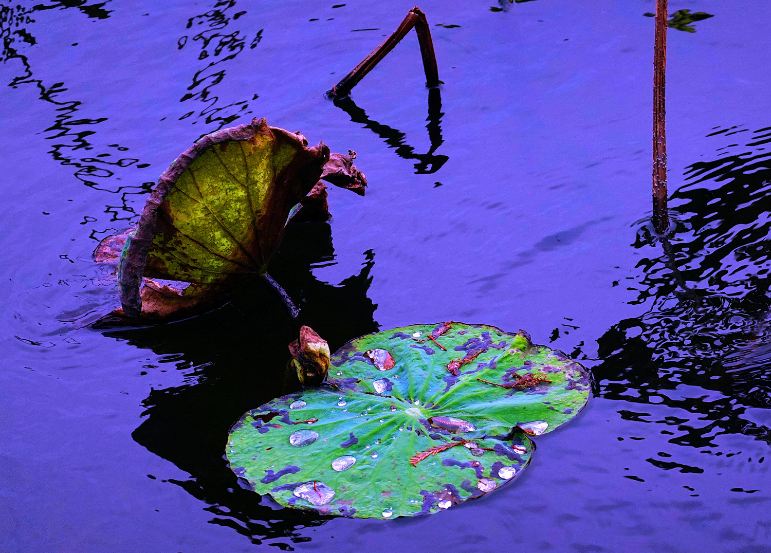 陳永鑑_荷花作品_20241226e.JPG
