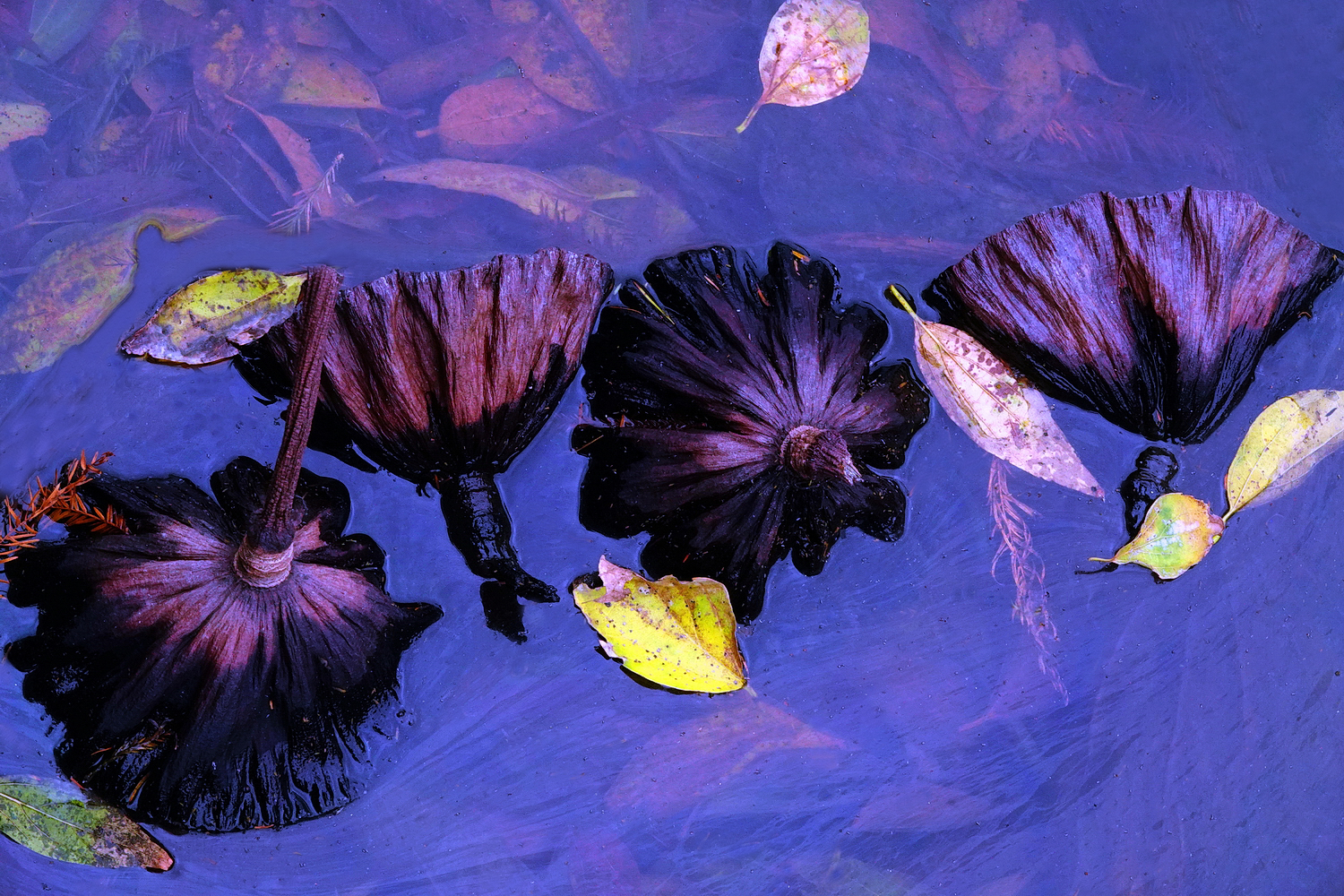 陳永鑑_荷花作品_20241227g.JPG