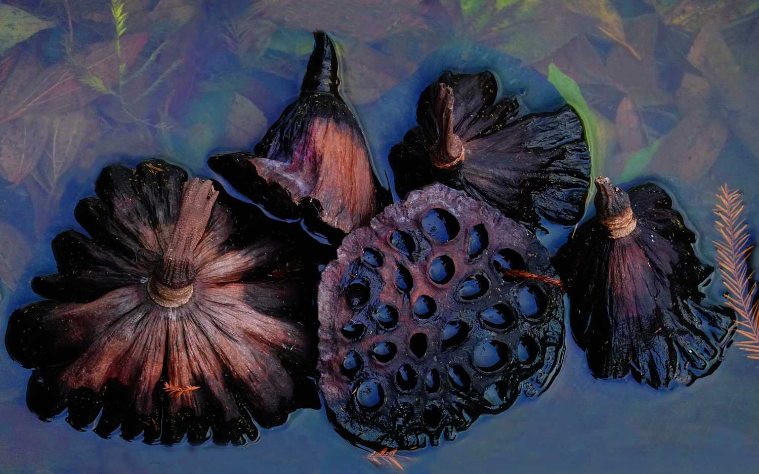 陳永鑑_荷花作品_20241227f.JPG