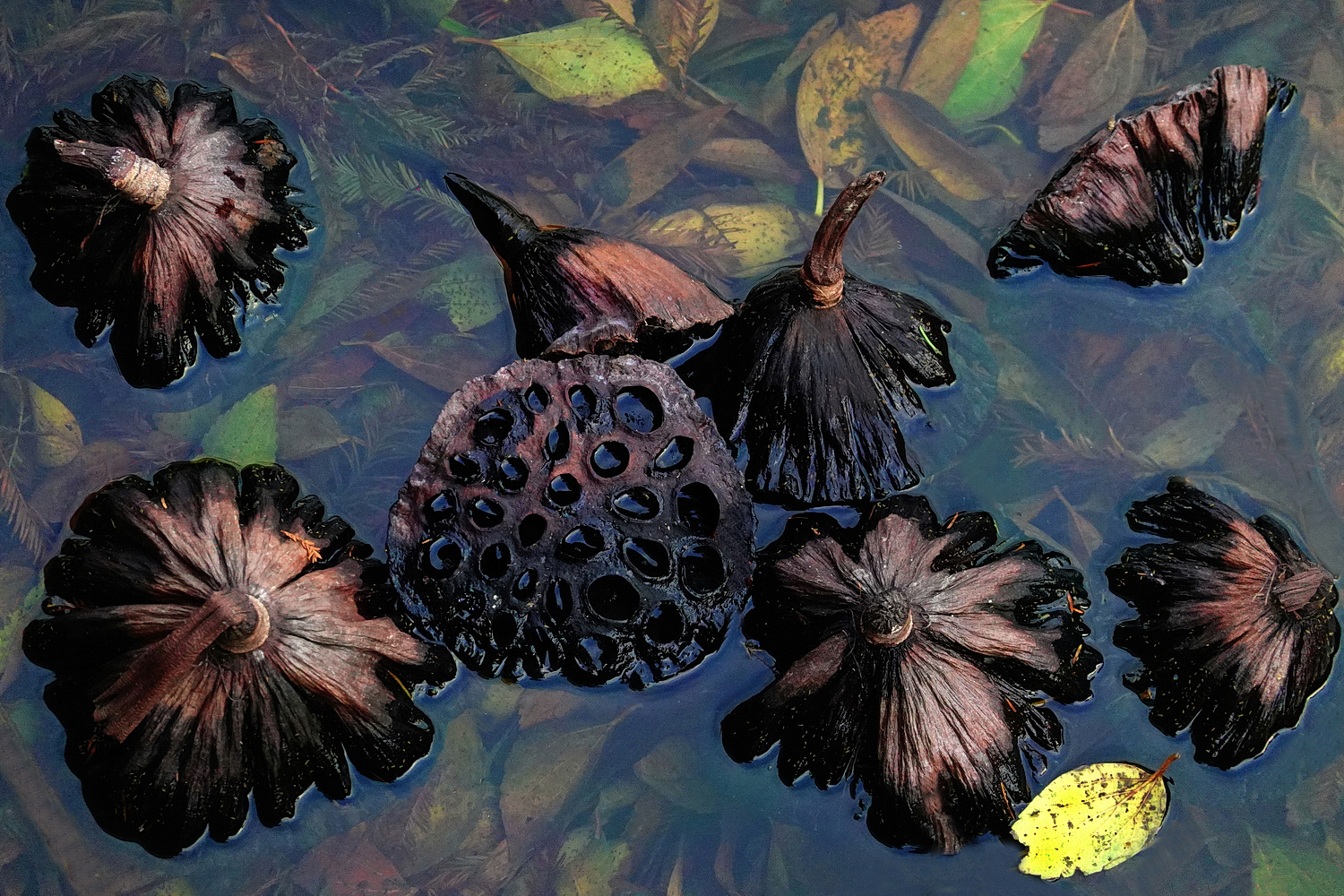 陳永鑑_荷花作品_20241227e.JPG