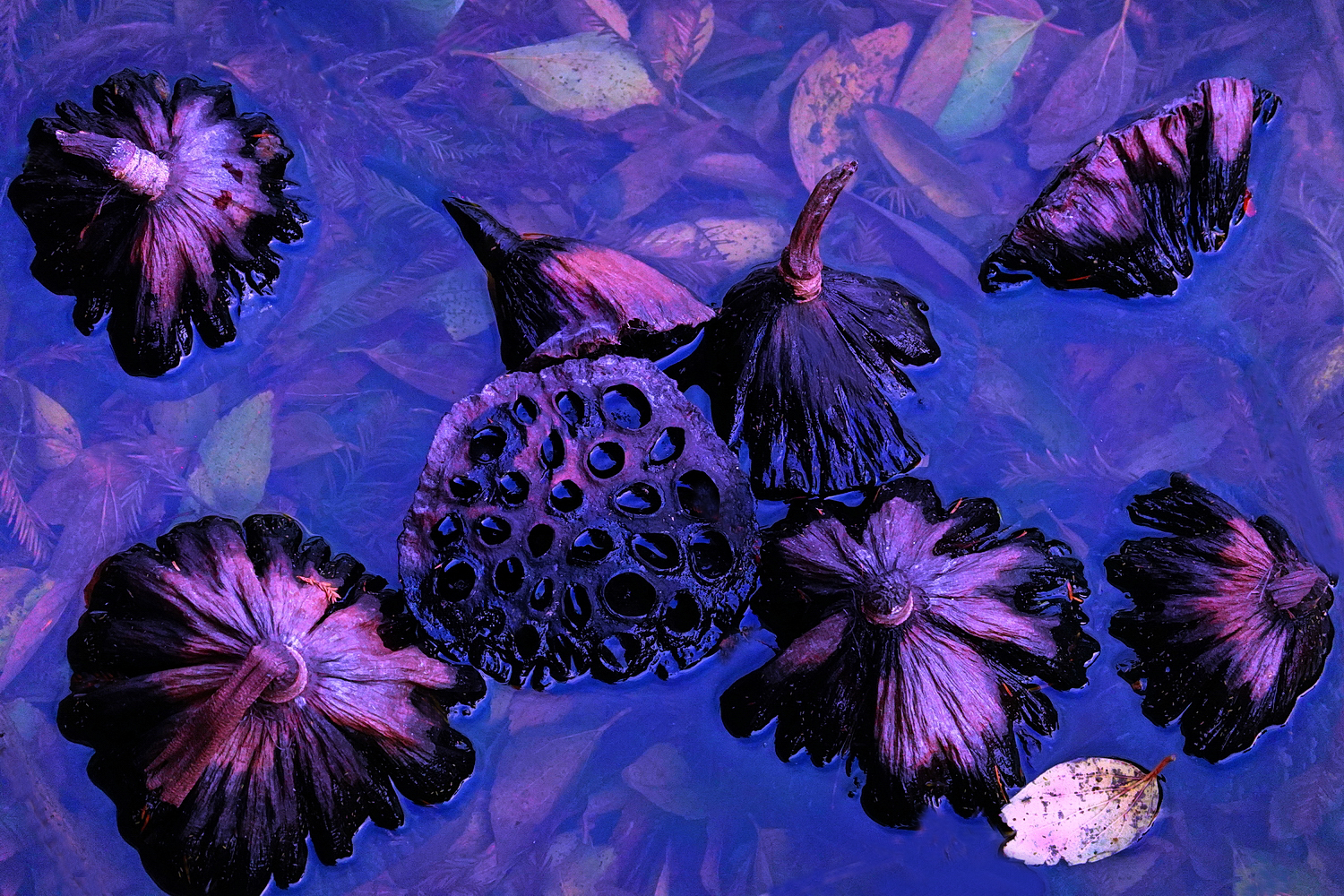 陳永鑑_荷花作品_20241227d.JPG