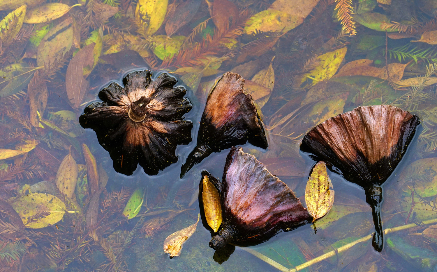 陳永鑑_荷花作品_20241228f.JPG