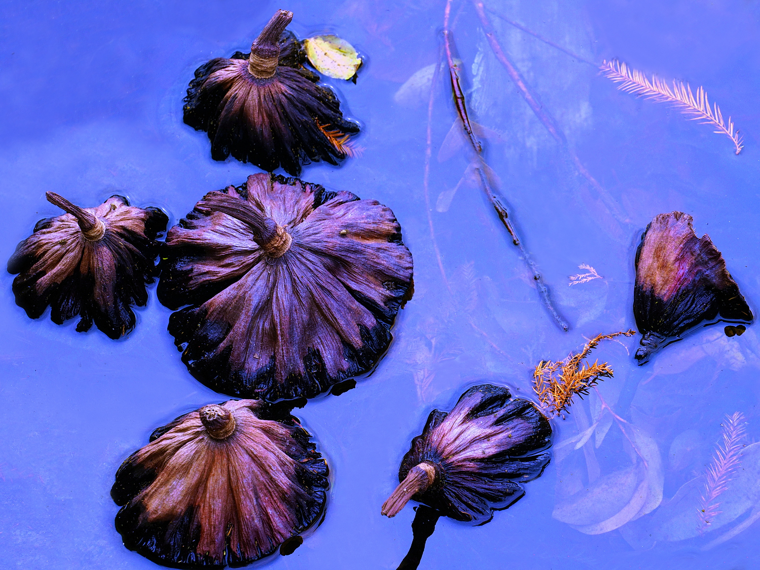 陳永鑑_荷花作品_20241229b.JPG