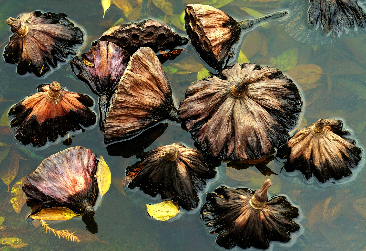 陳永鑑_荷花作品_20241228h.JPG