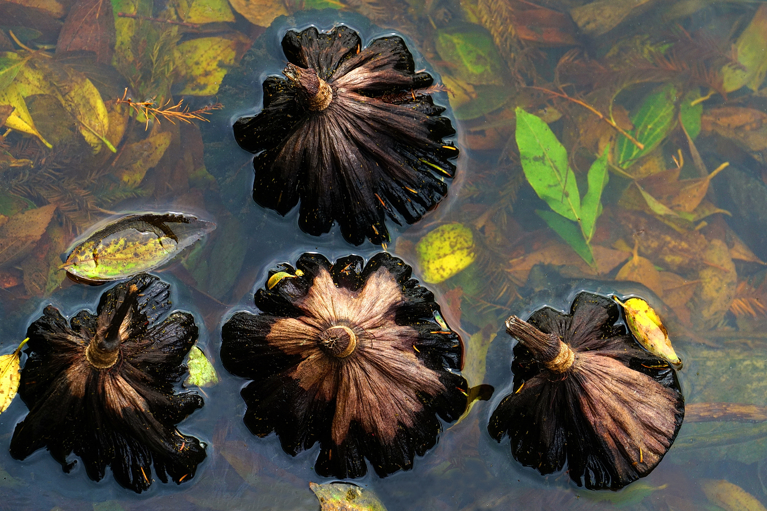 陳永鑑_荷花作品_20241230k.JPG