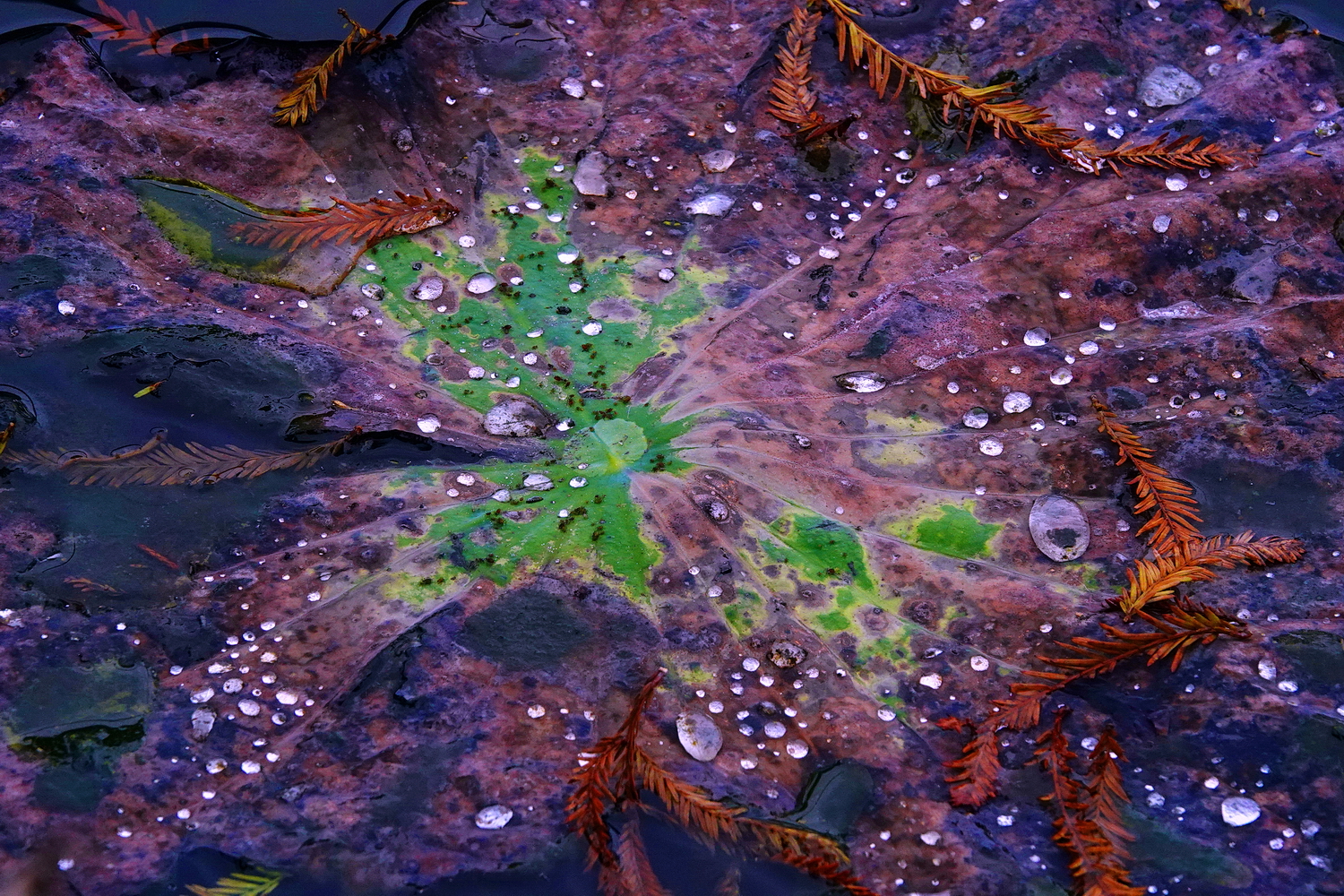 陳永鑑_荷花作品_20250103l.JPG
