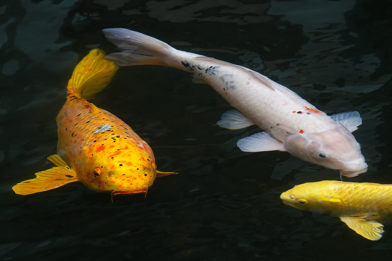 陳永鑑_錦鯉遊緃_20250102f.JPG