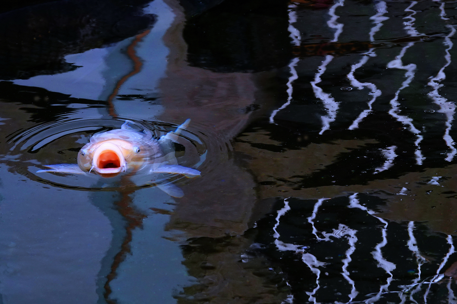 陳永鑑_錦鯉遊緃_20250105a.JPG