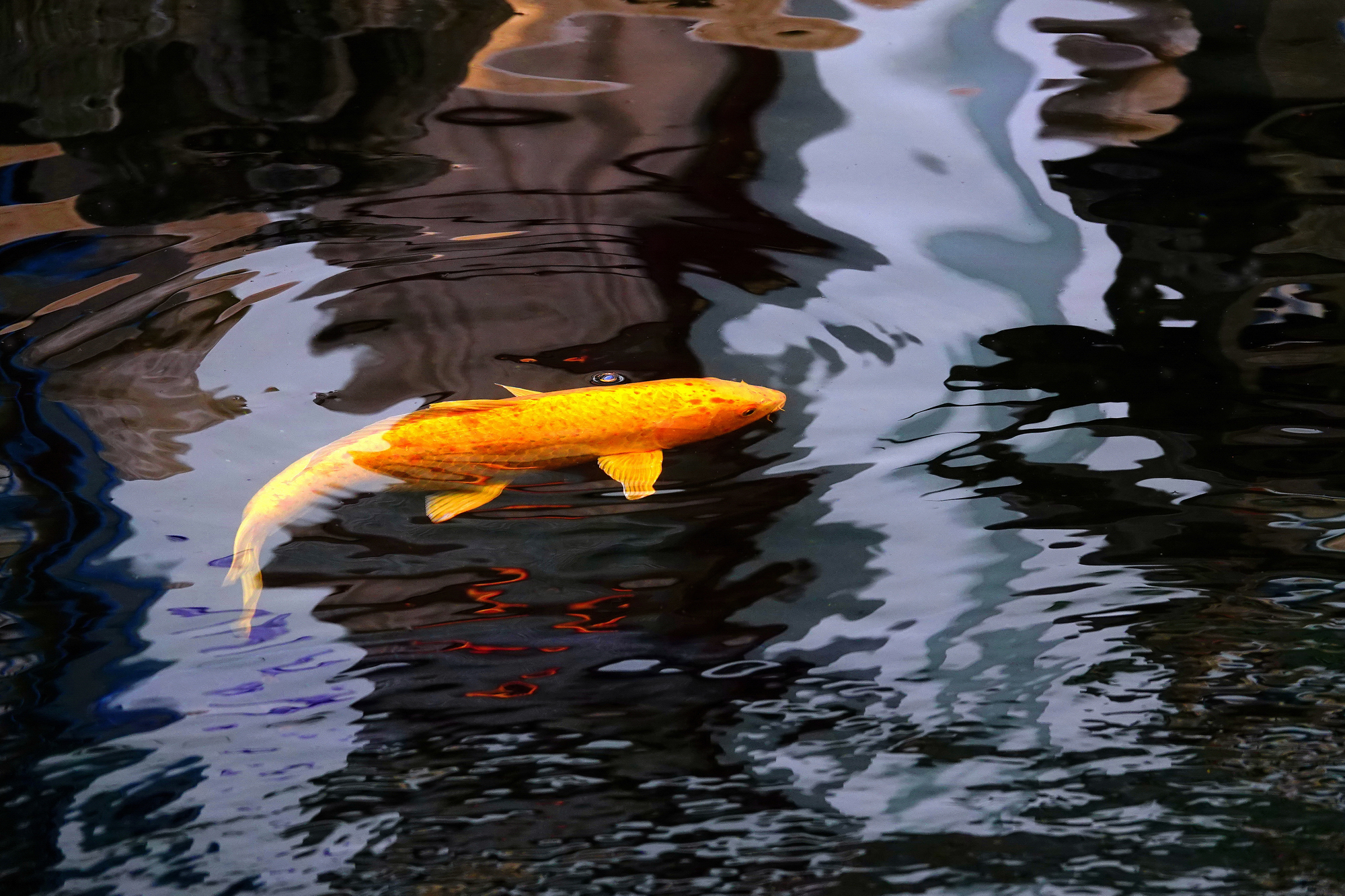 陳永鑑_錦鯉遊緃_20250104l.JPG