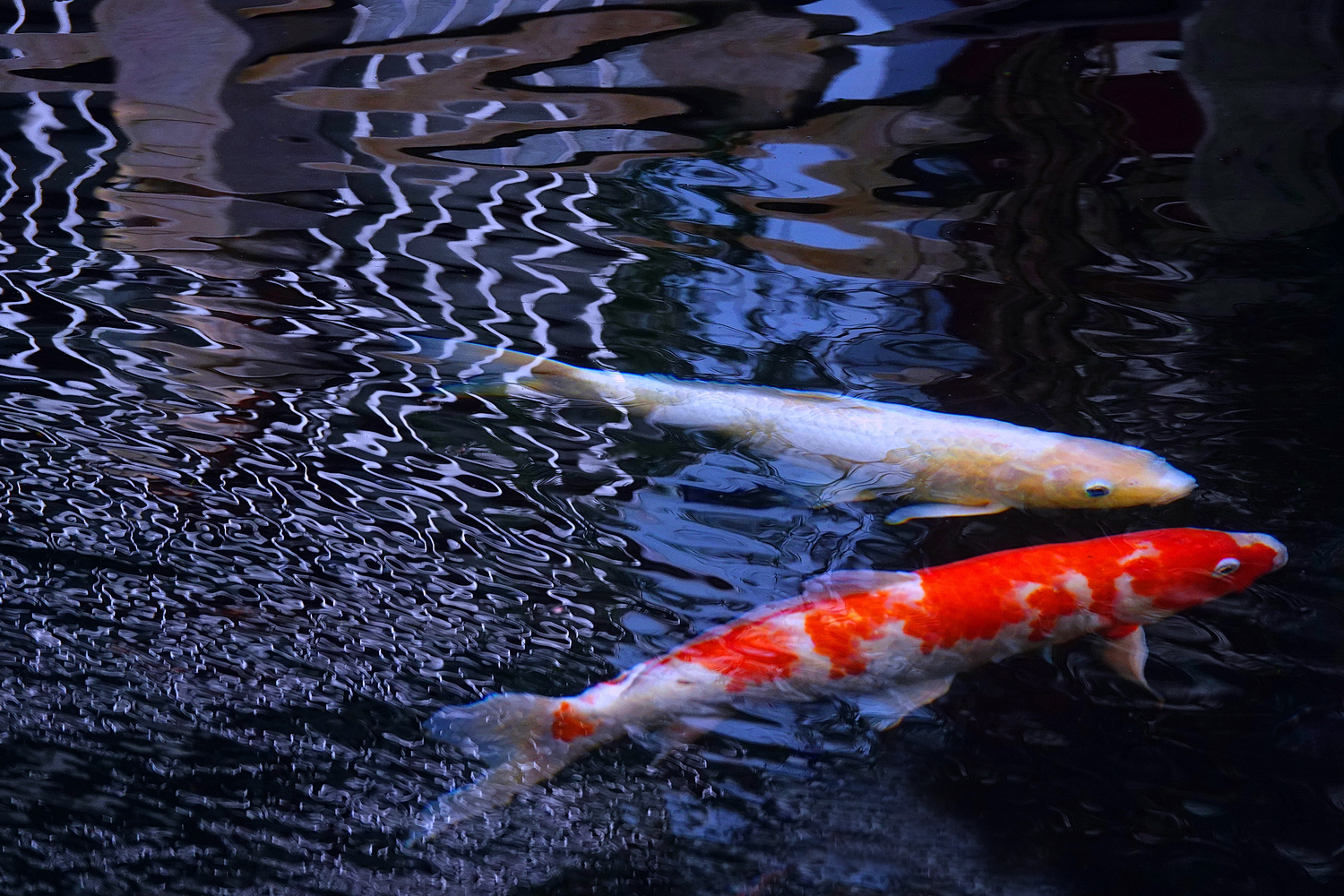 陳永鑑_錦鯉遊緃_20250104i.JPG