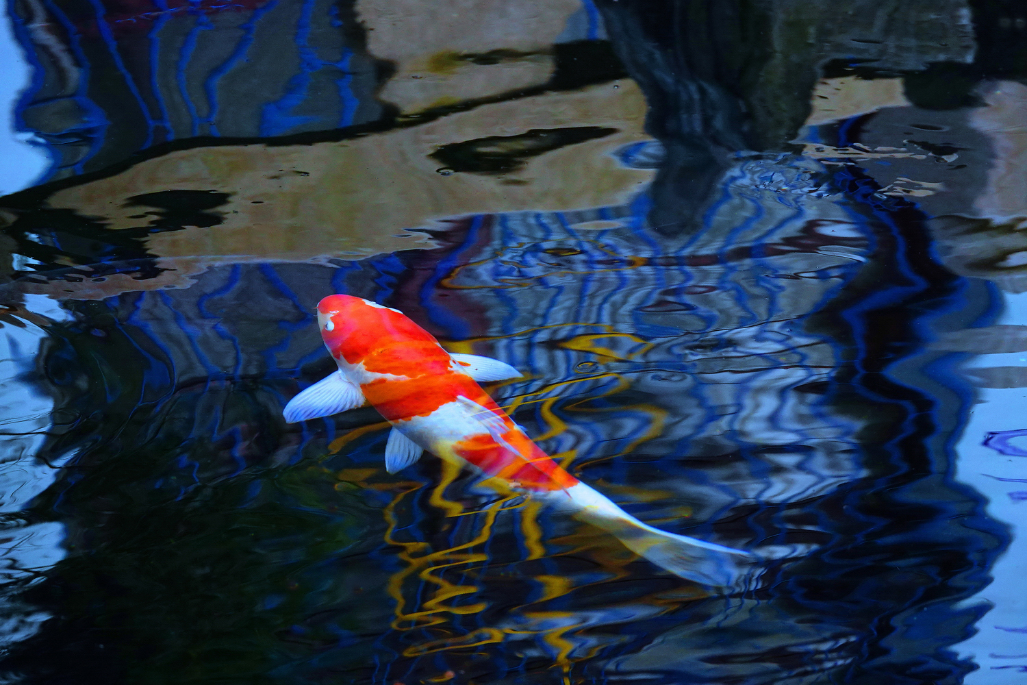 陳永鑑_錦鯉遊緃_20250105d.JPG