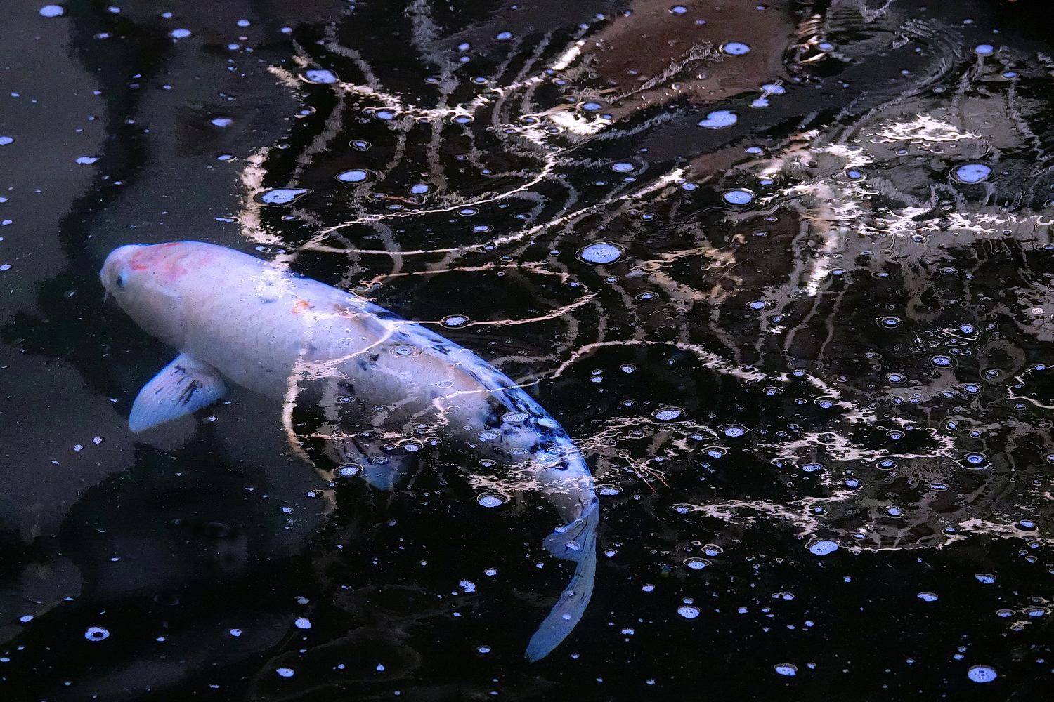 陳永鑑_錦鯉遊緃_20250107c.JPG