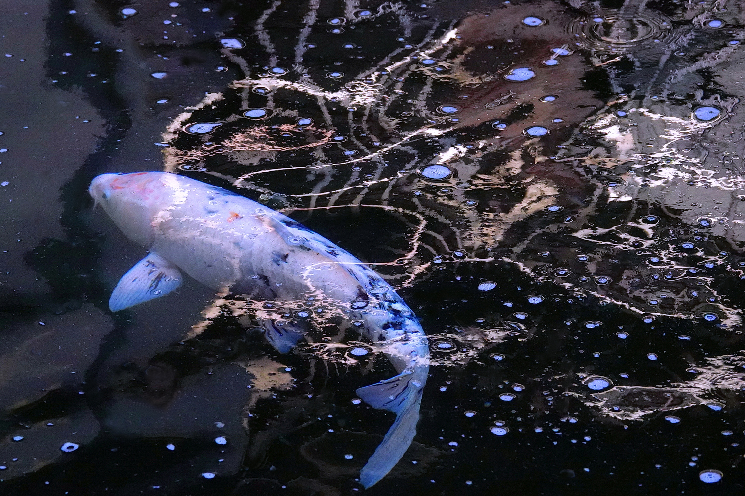 陳永鑑_錦鯉遊緃_20250107b.JPG