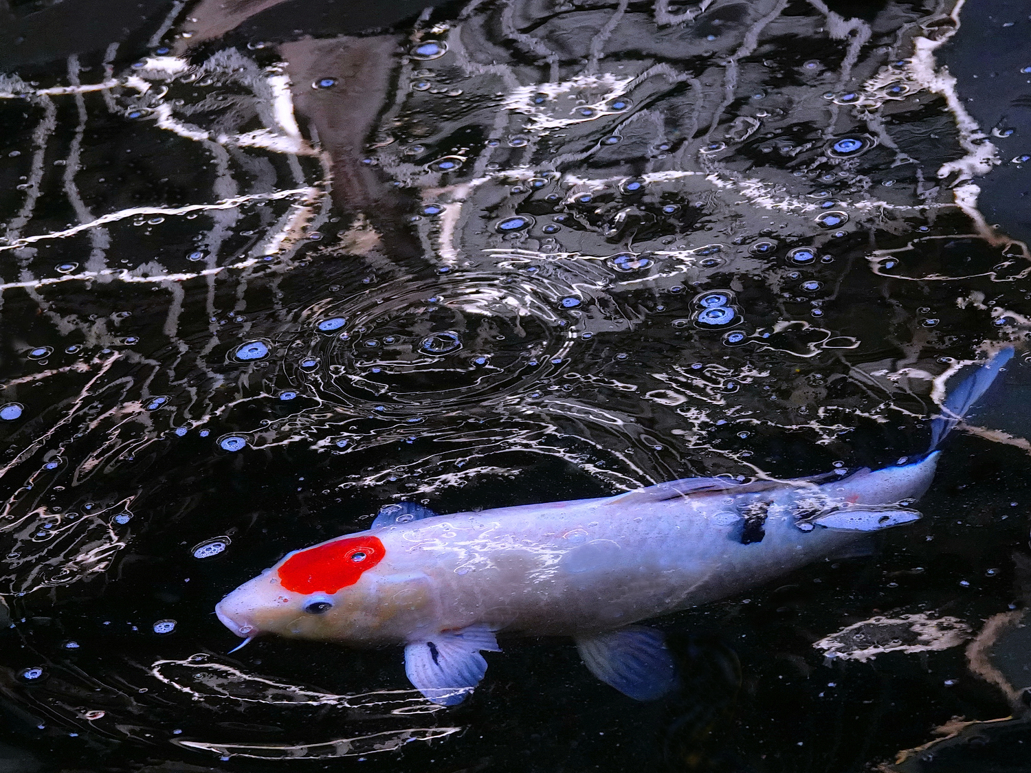 陳永鑑_錦鯉遊緃_20250107a.JPG